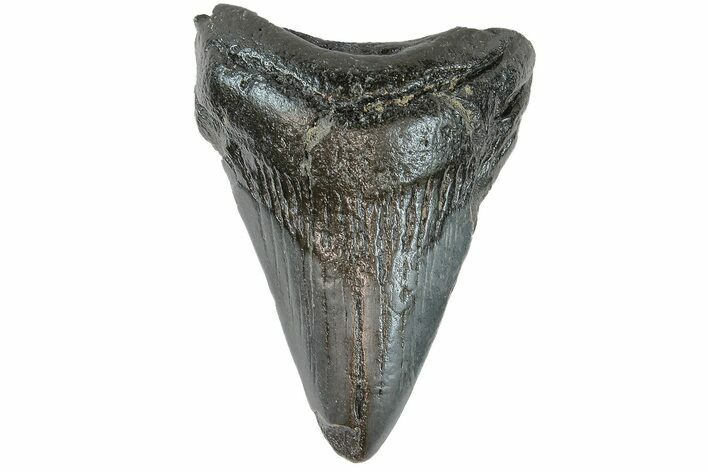 Juvenile Megalodon Tooth - South Carolina #183110
